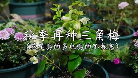 6f84a4a9e0715c45bcddbc56f0dd851c8f4fe4e7.jpg@280w_158h_1c_100q.jpg