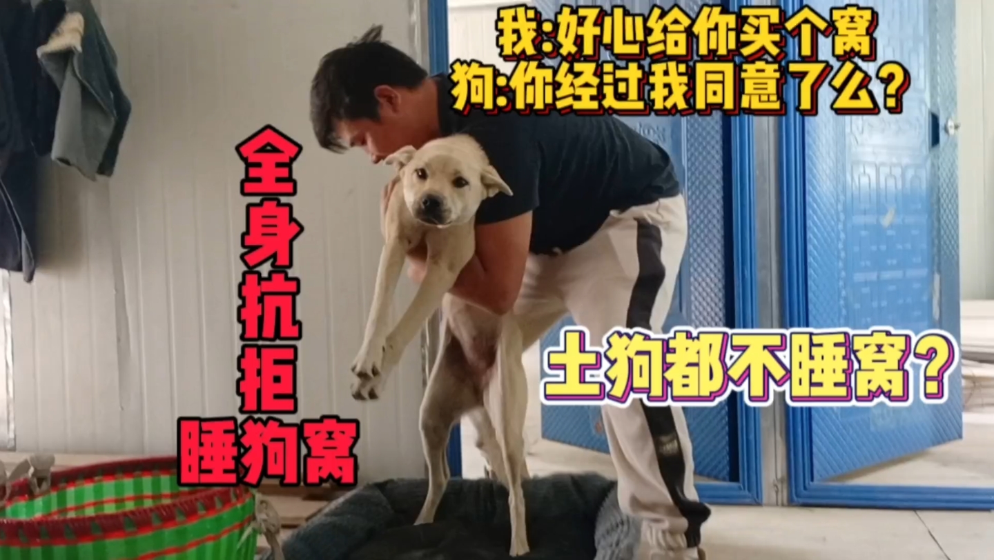 农村土狗为啥不睡狗窝啊？全身抗拒的样子，真是有点好笑又有点可怜😂