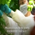 探秘中国最大的番茄智能温室之一,全程智能化,产量惊人