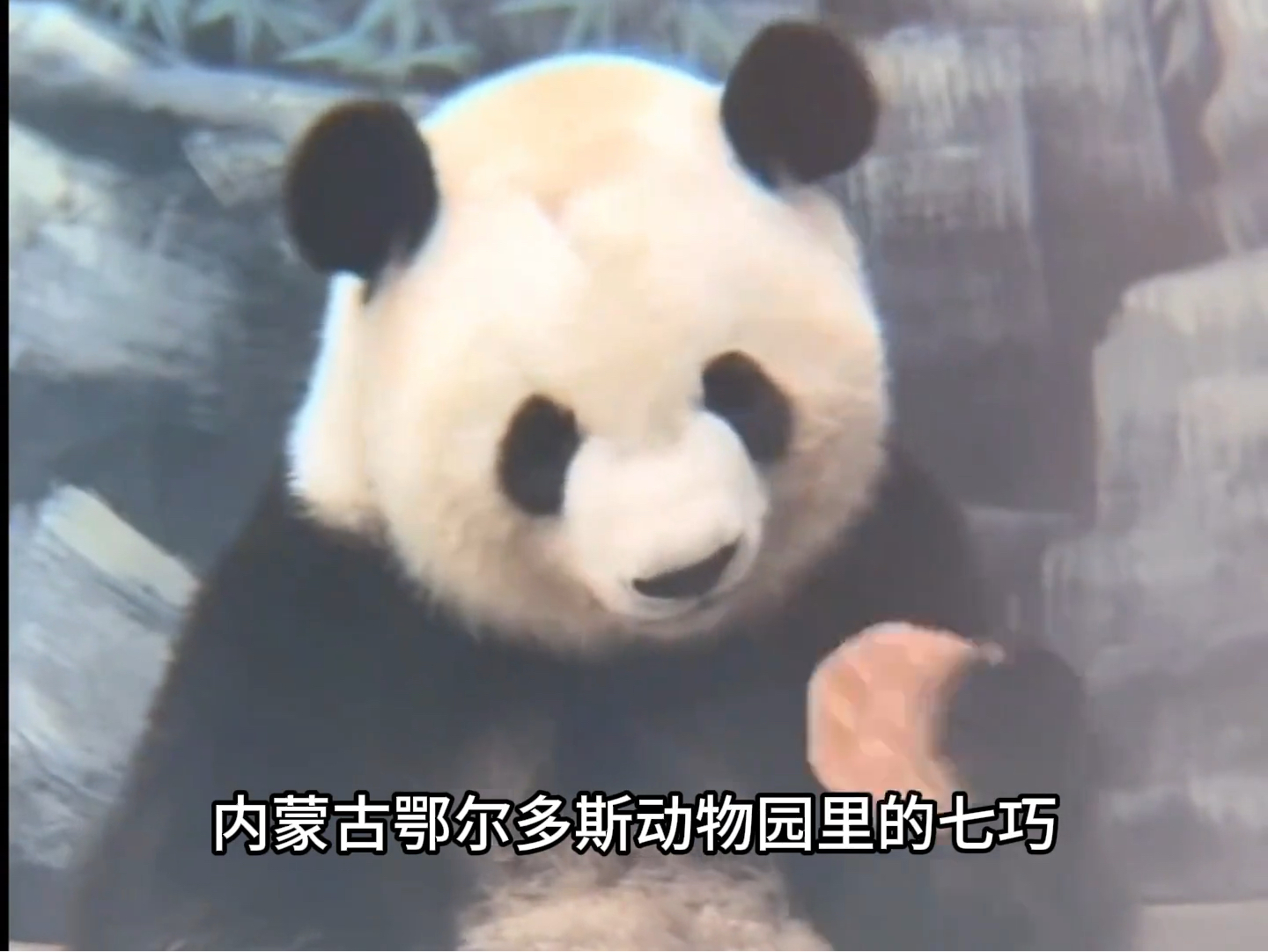 第一次在熊猫脸上看到了无语七巧吃窝窝头咬下去是人情吐出来是事故。#七巧七喜 #七巧 #七喜 #大熊猫