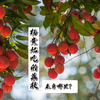 杨贵妃钟爱的荔枝来自哪里