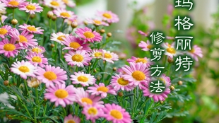 6fd4d6782fcee991735c186de743be2fd72ac779.jpg@310w_174h_1c_100q.jpg