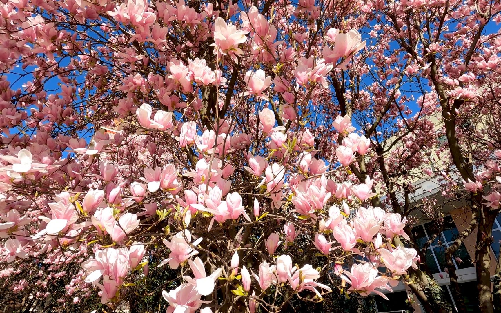 【风景展示】4K 令人惊叹的春天色彩 - 4K 春天的色彩 - 美丽的花朵