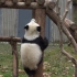 【大熊猫爱莲】不管三七二十一，也想跟哥哥姐姐们挤在一起的小吧嗒～