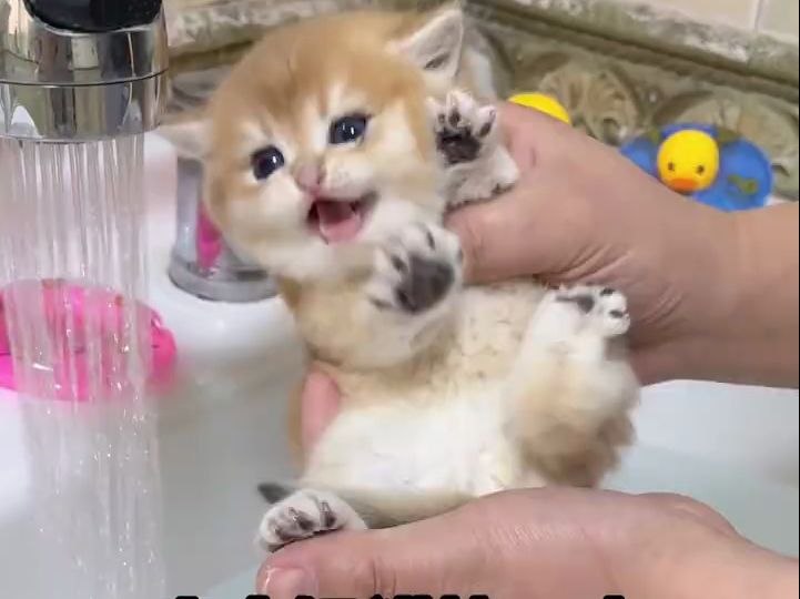 小奶猫第一次下水洗澡，怎么可以这么乖！