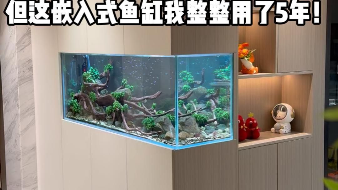 2026年了！当初把鱼缸嵌进柜子，5年后柜子烂了吗？