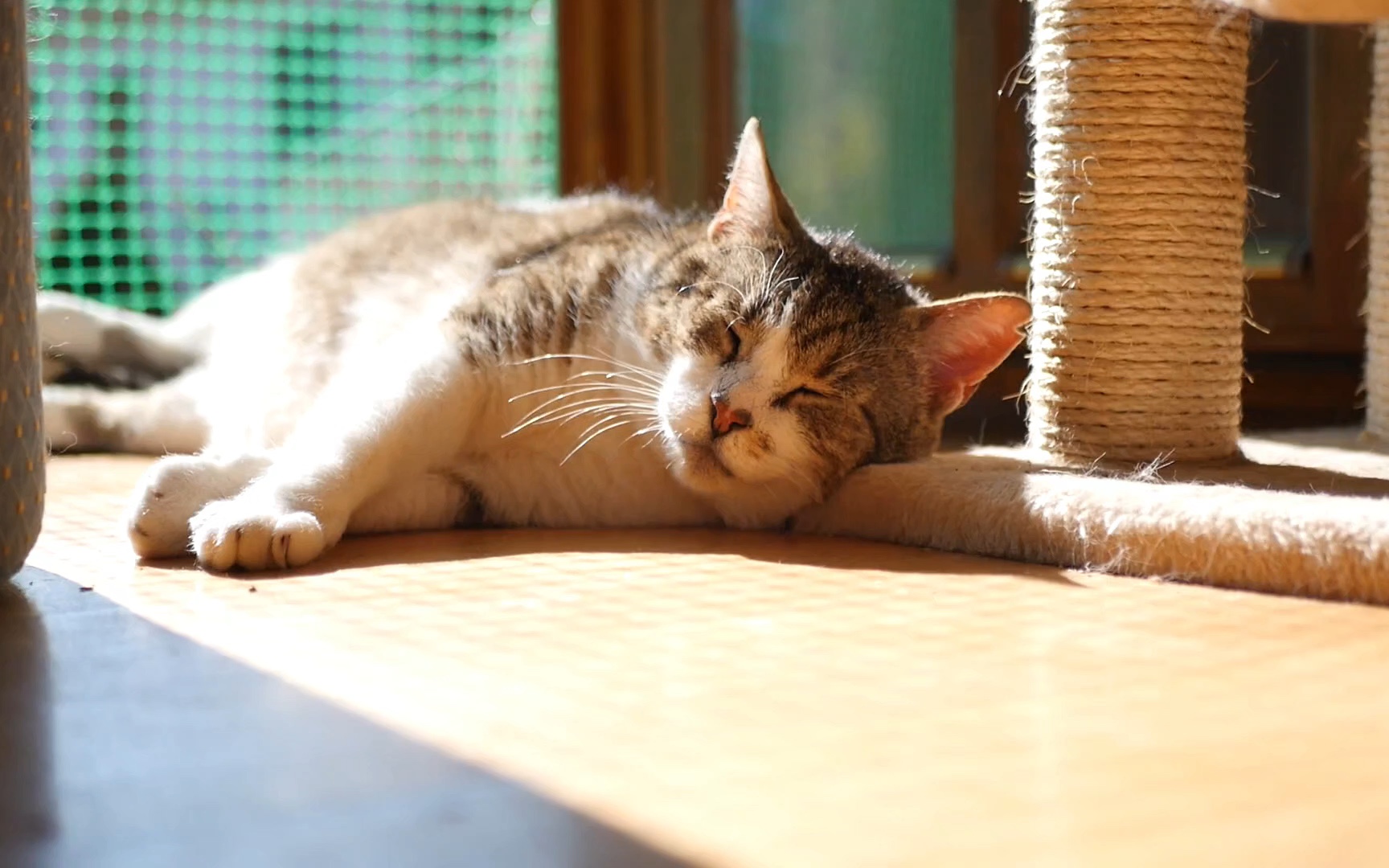 【空镜素材】夏日碎片