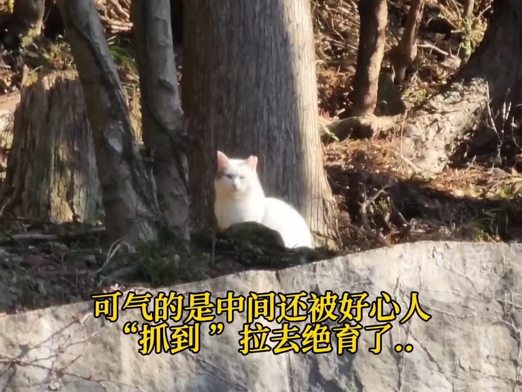 关爱流浪猫