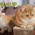 猫咪的好奇心有多强？？