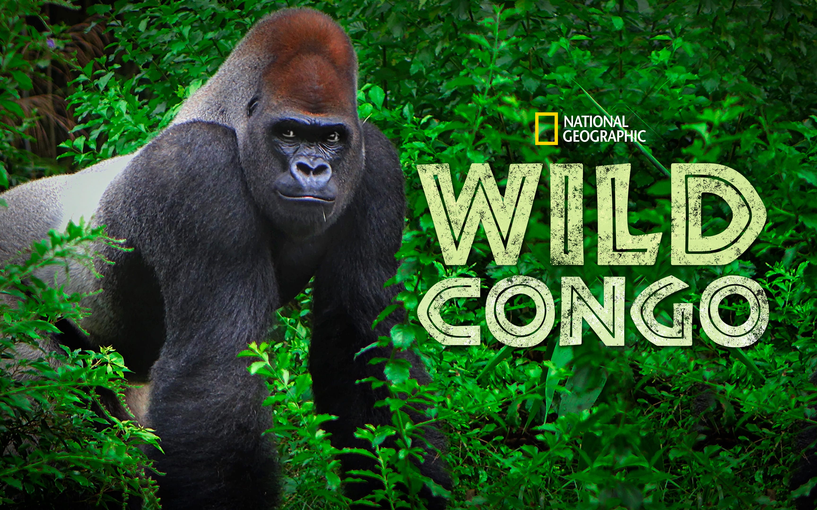 狂野刚果 中英双语字幕 Wild Congo 全2集