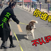 女主人假扮成路人，狗子们能认出来吗