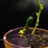 一条黄瓜的一生 快镜头带你观看播种发芽成长开花结果