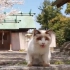 在充满猫的神社里，我遇到了一只会说话的白猫