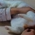 安抚发情母猫(2): 舞动的脚趾