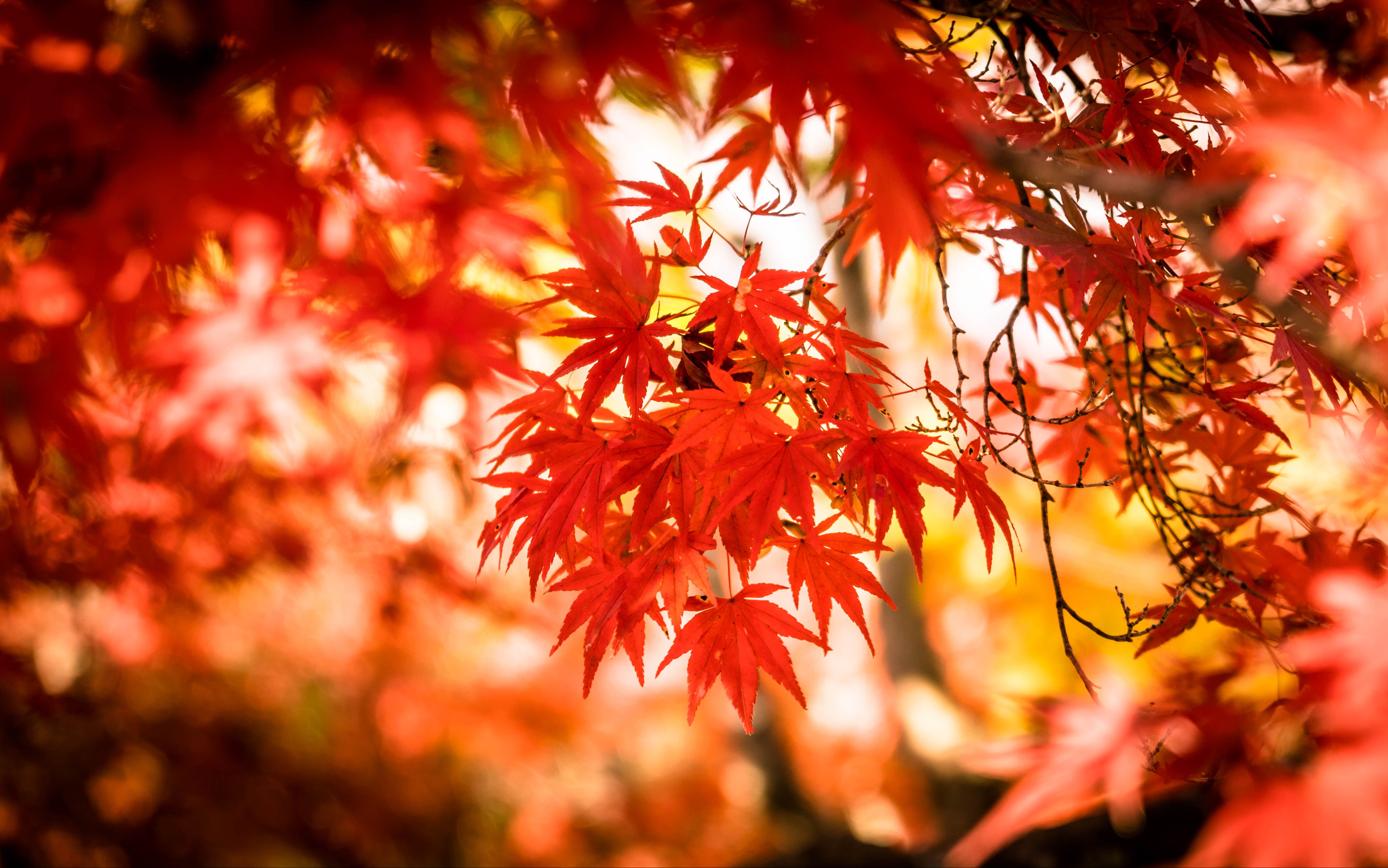 京都体验“红叶狩” 远眺古寺燃焰 近观碧池染红 - 走遍中国旅游网 走遍世界 情之旅