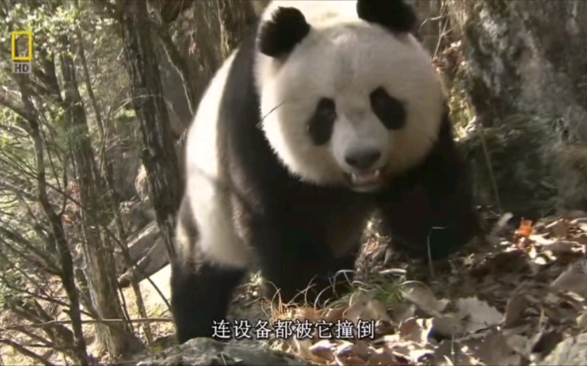 秦岭野生大熊猫出没，圆脸盘子有威慑到你吗？