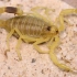 【蝎子】长栉滑尾蝎（Leiurus macroctenus）的自洁