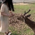带老婆去奈良喂小鹿