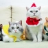 圣诞节到了，公猫们又被迫穿起了女装，太可爱太秀了！