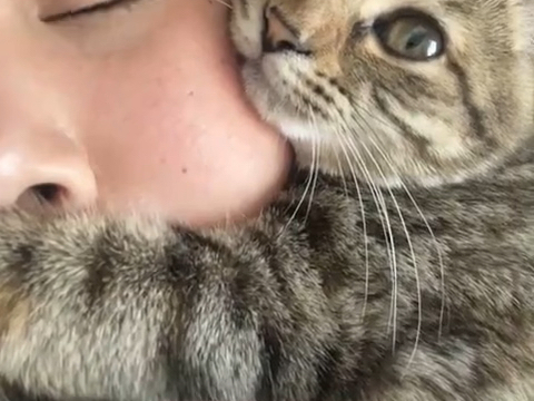 果然人脸是最符合小猫人体工学的设计