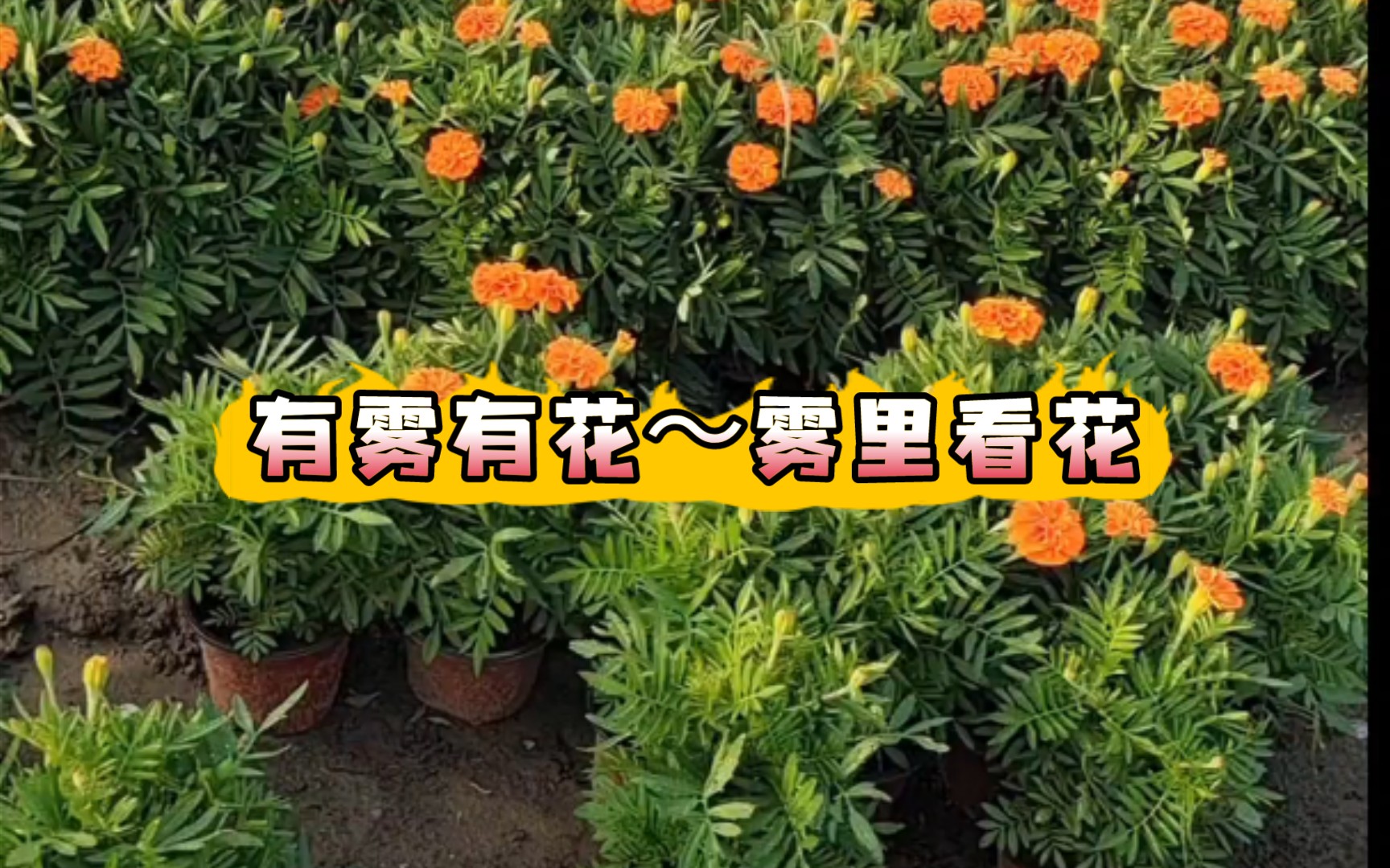 有雾有花~雾里看花哔哩哔哩bilibili