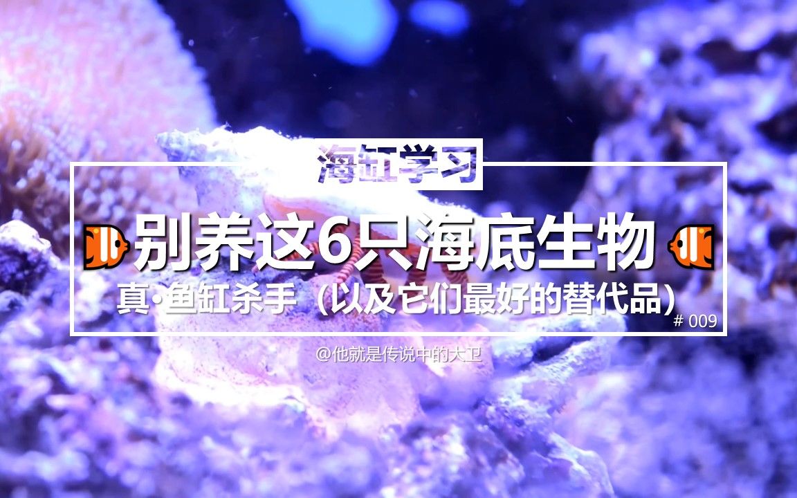 [海缸学习] 别养这6只海底生物！真·鱼缸杀手！以及它们最好的替代品！[YouTube配音熟肉]