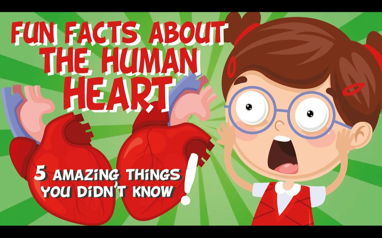 关于人体心脏的有趣事实 Fun facts about the human heart