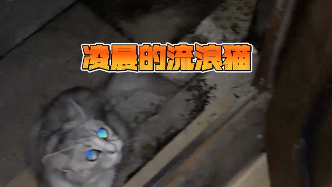 凌晨被流浪猫吵醒，生气准备去找它们算账，结果……