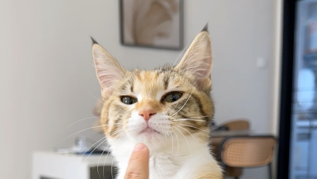 捡了个猫博士