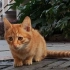 大橘为重：你们学校有这么可爱的流浪小橘猫吗