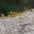 黄猄蚁搬运同伴