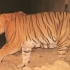 卡齐兰加科赫拉地区一只战死的雄虎