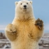 【北极熊】陆地肉食动物王者-白熊全面科普