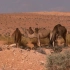 【素材共享】可商用视频剪辑素材集锦：沙丘沙漠 骆驼 沙子 隔壁