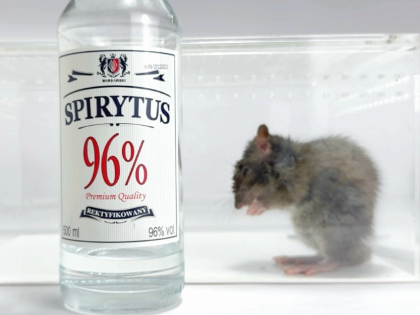 老鼠喝了96度伏特加会怎么样？结果让人大吃一惊！
