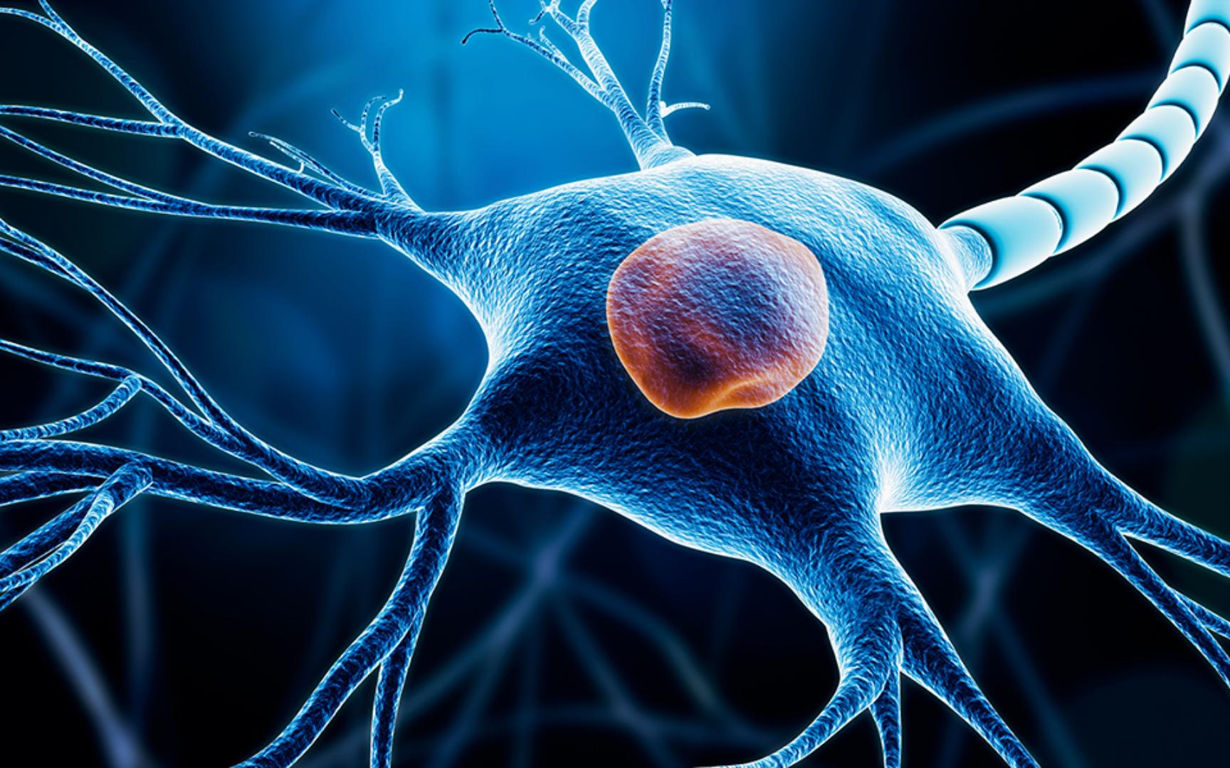 什么是神经元，它们是如何工作的？