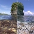 【海洋生物】珊瑚白化是如何发生的？