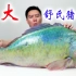 几十斤的巨大正青衣，可遇不可求，整个鱼头都是胶原蛋白