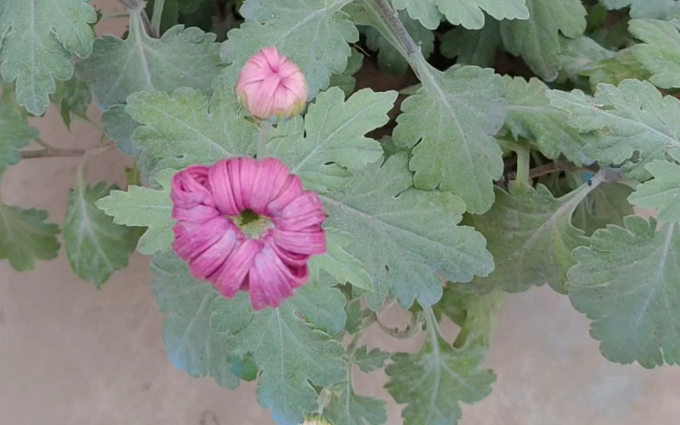 菊花(一)