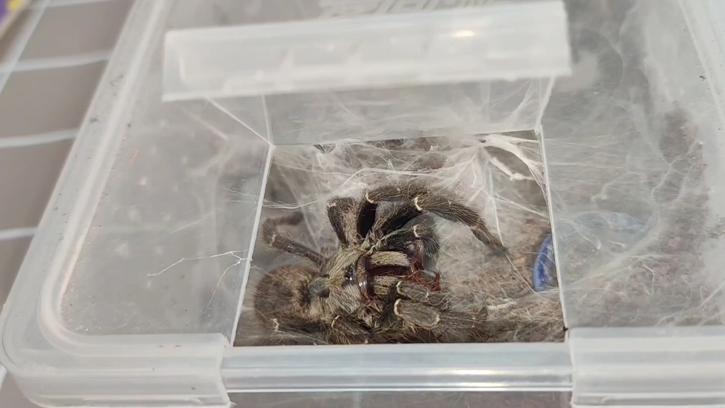 东非斜角巴布6-7cm,公母未分,38包邮 萌新可以买着玩哦