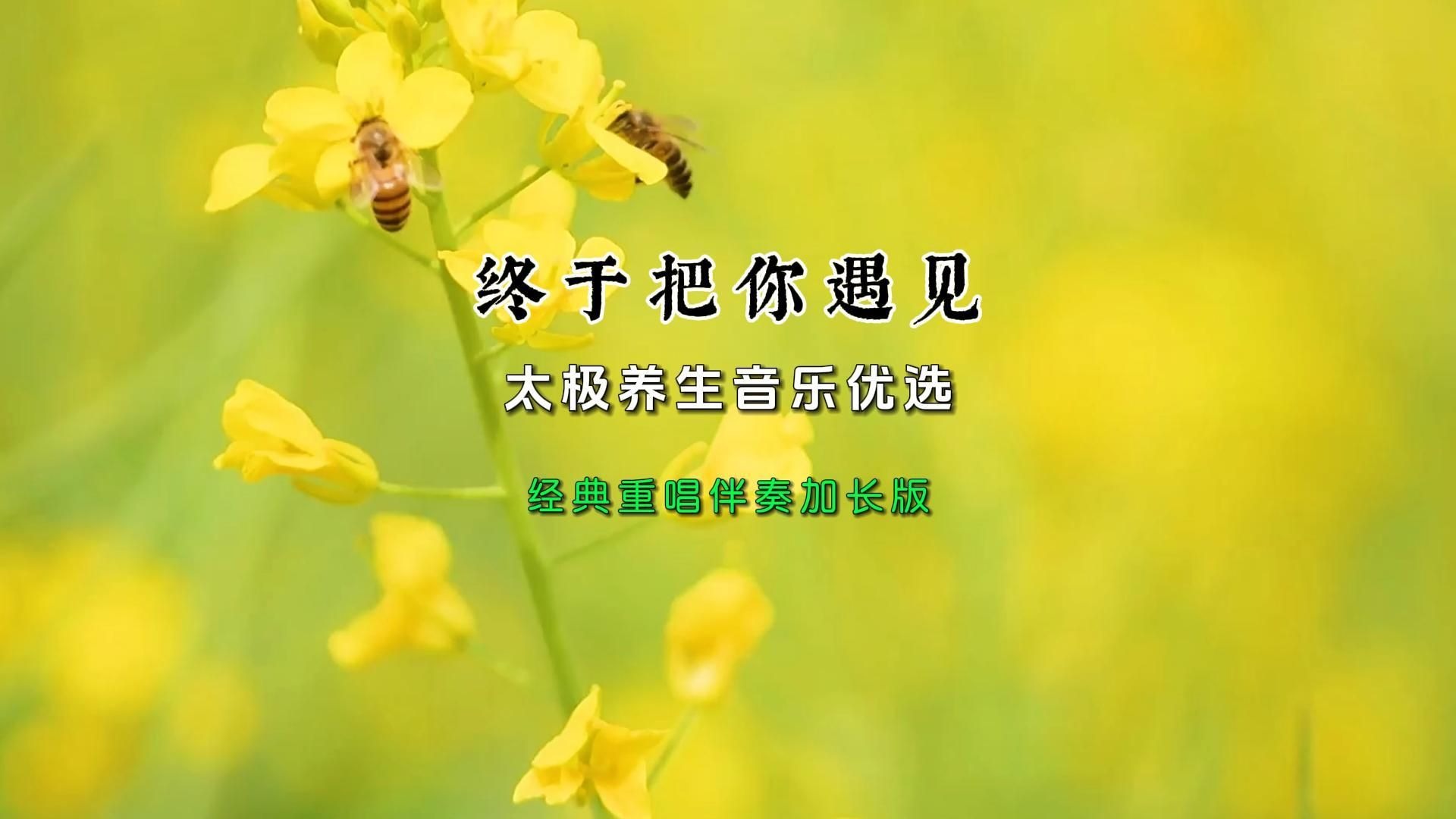 太极养生音乐优选《终于把你遇见》经典重唱伴奏加长版情眞好韵味