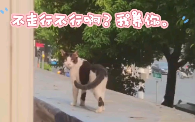 不走行不行啊?我养你.