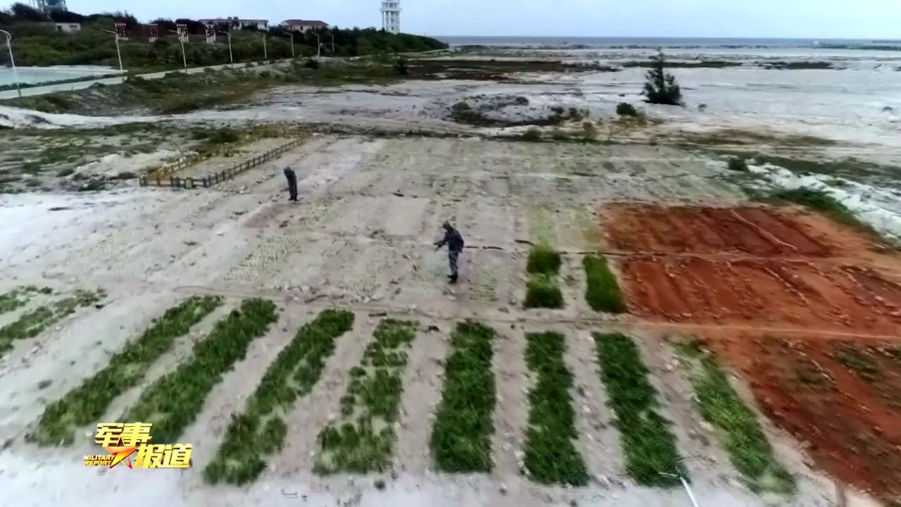 沙滩变良田 西沙水兵种出新鲜蔬菜