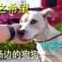 【糖弟SugarKidd】【爪之希望】拯救生活在机场旁的狗狗 Hope For Paws 中英文【字幕】