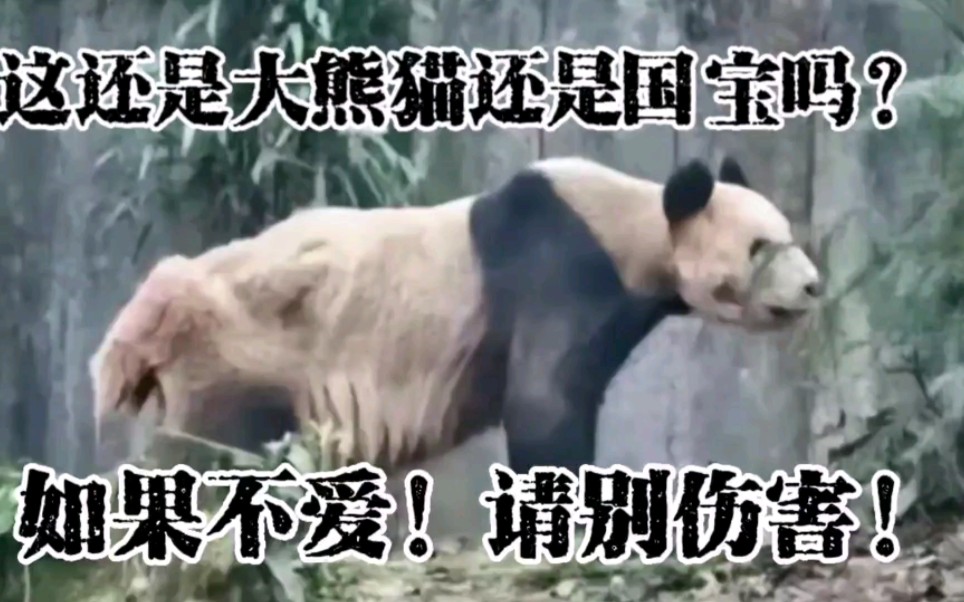 这是碧峰峡特别对待大熊猫和野生动物最全面的视频，看着心很痛啊！洗白的，你们敢说这不是事实嘛？