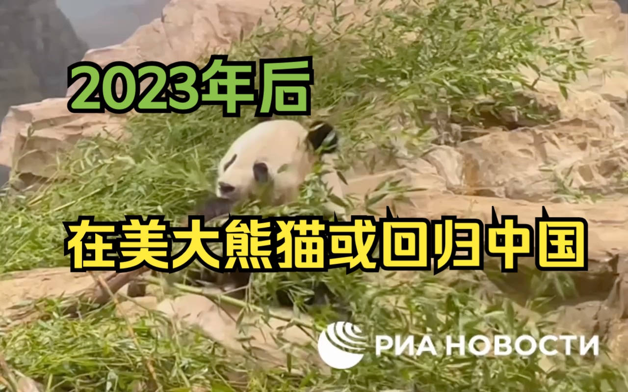 白宫：美国将把大熊猫送回中国
