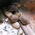 黄缘盒龟爬行速度是真的快，幼龟争夺蚯蚓的场面很精彩，开眼界了