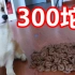 狗在房间里拉了300坨便便，被人看到了会怎么样？