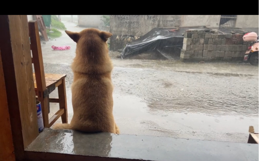 阿黄很喜欢看雨呀，难道是有什么心事