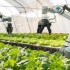 【前沿科技】神奇的自动化农业机械,让你大开眼界!
